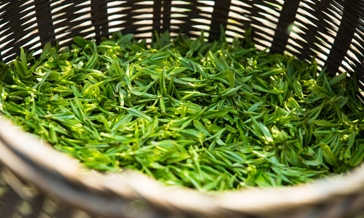 布朗山普洱茶特点，布朗山和易武茶口感区别