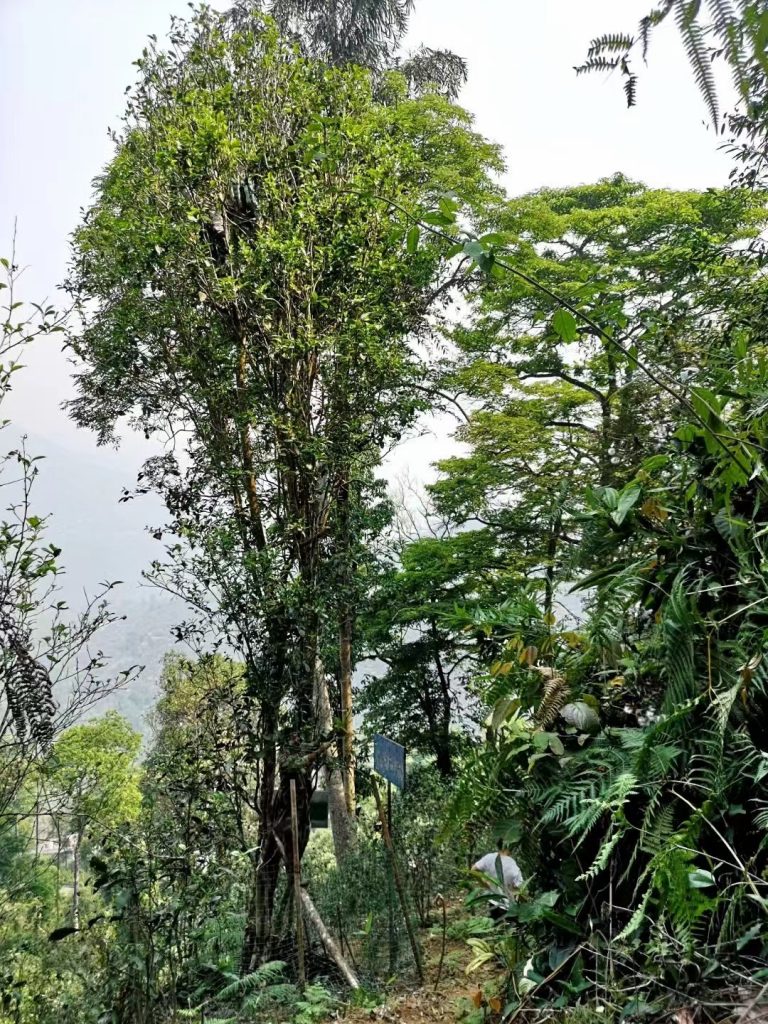 弯弓古树茶口感特点 – 茶中有茗