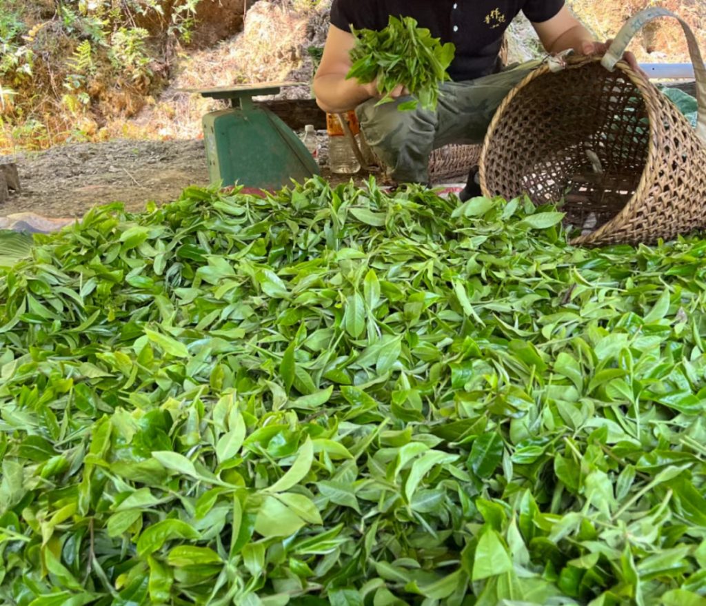 弯弓古树茶口感特点 – 茶中有茗