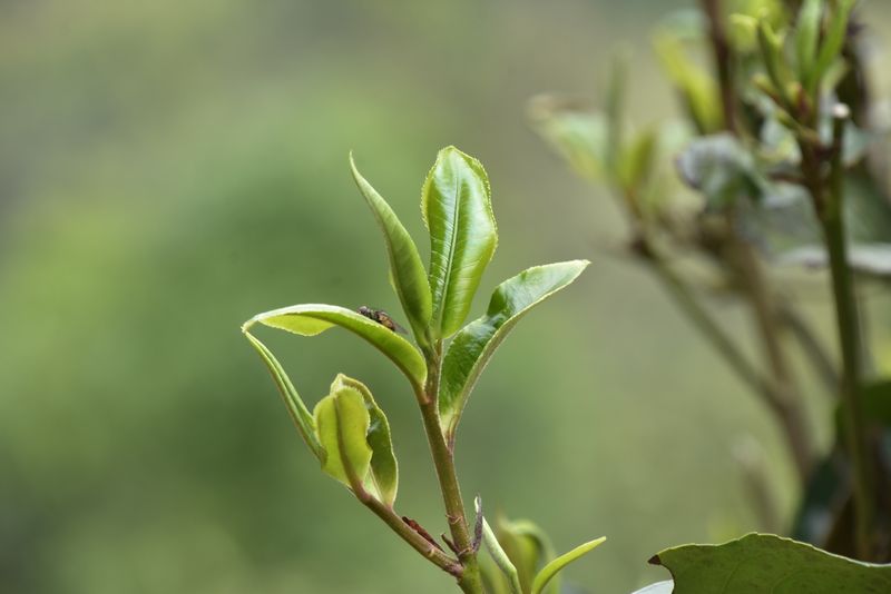 班盆古树茶特点