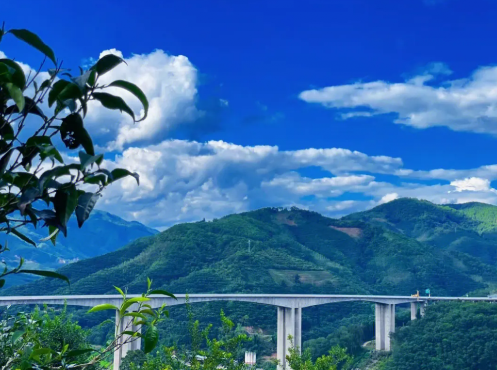 昔归普洱茶