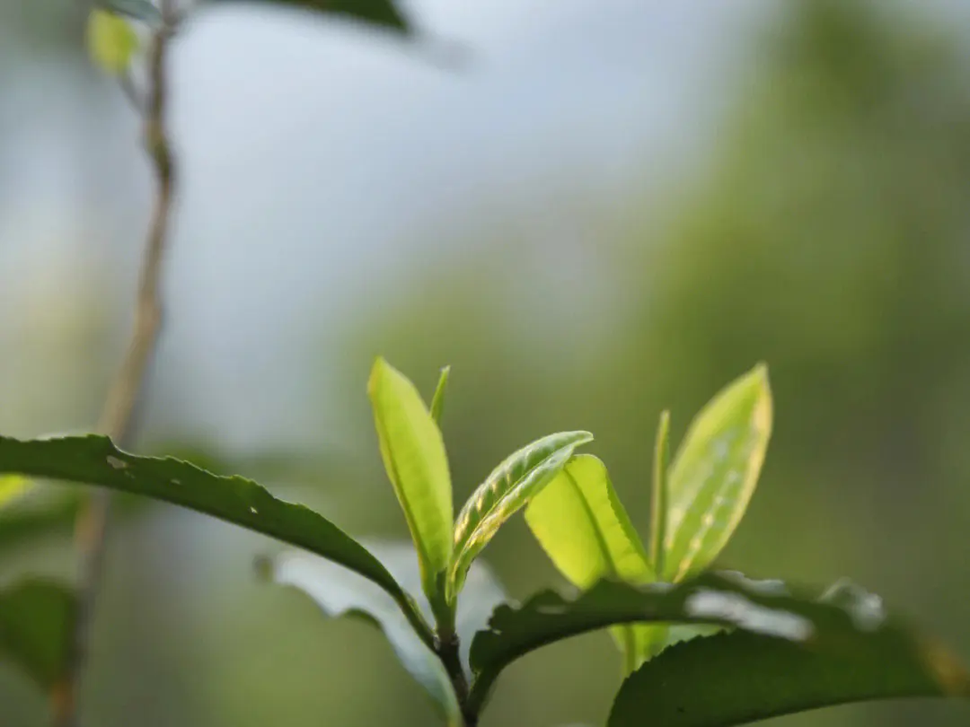 曼松茶口感特点如何，来看大家咋说
