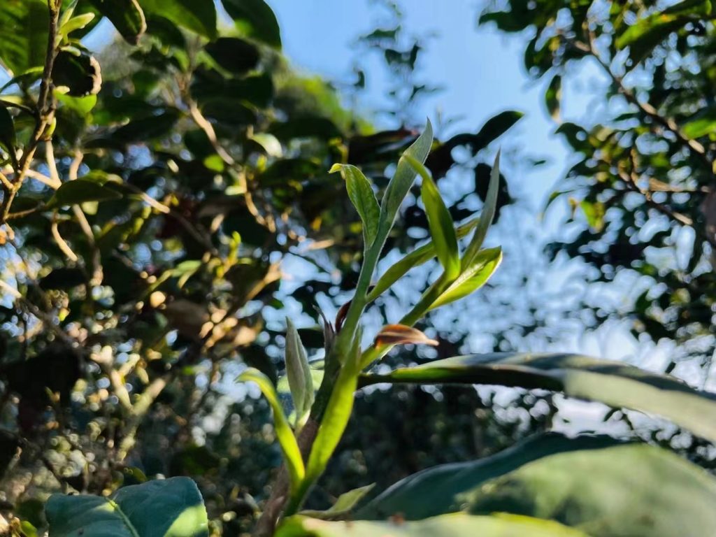 易武七村八寨，易武普洱茶特点