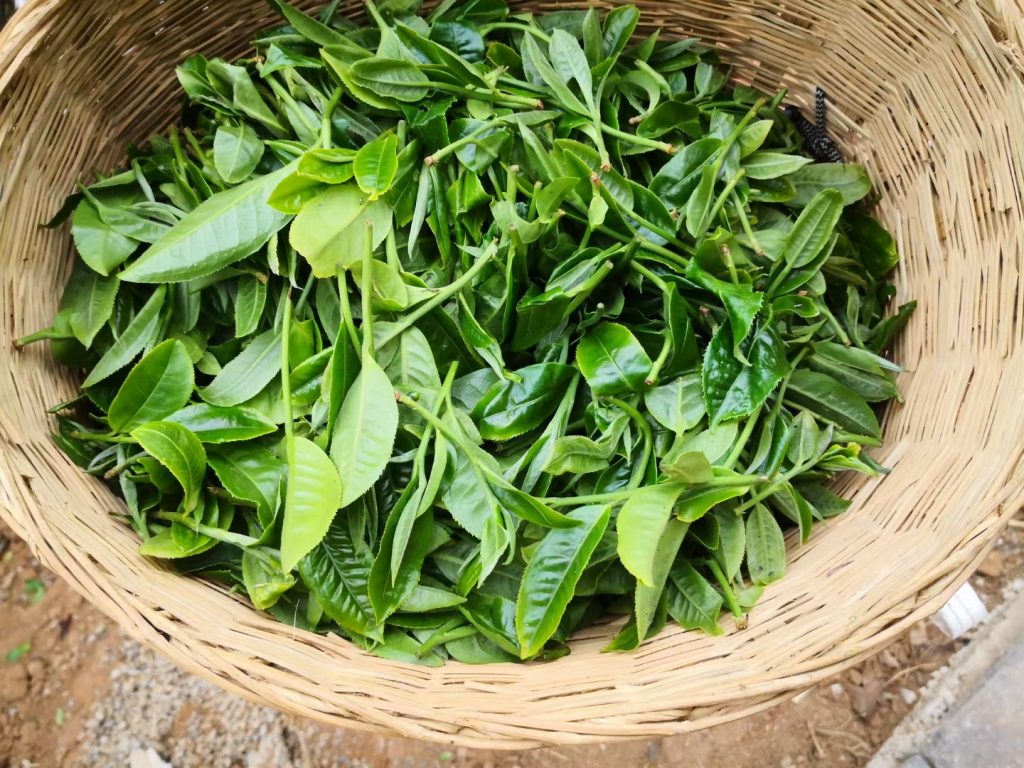 易武茶区的历史:繁荣与落幕