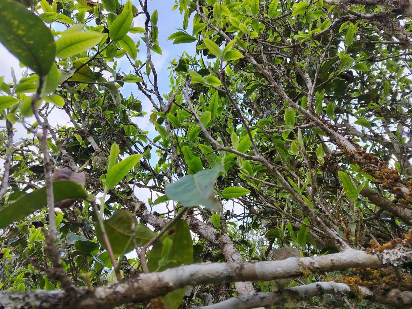 普洱春茶的特点介绍