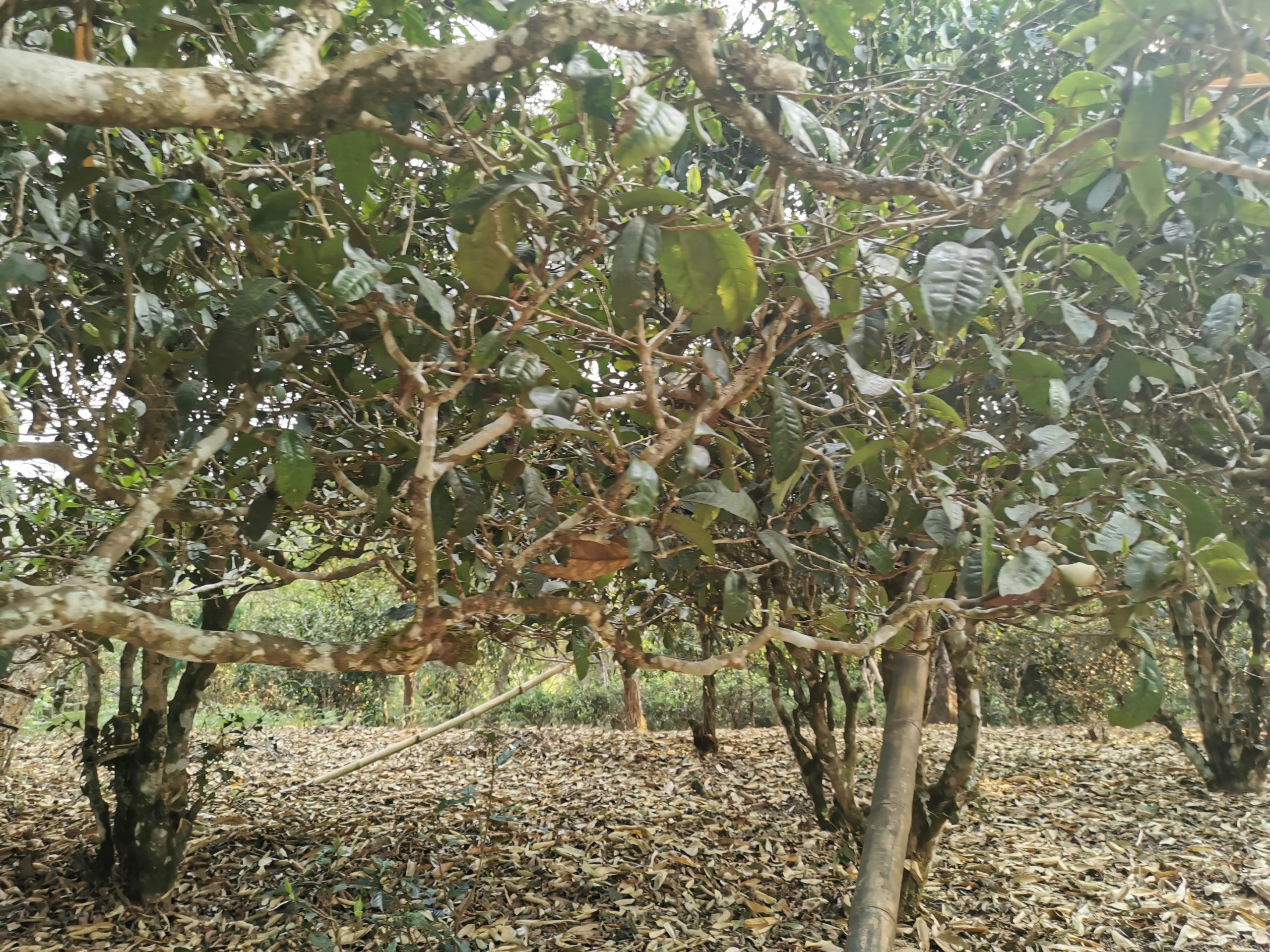 班盆大树茶叶多少钱