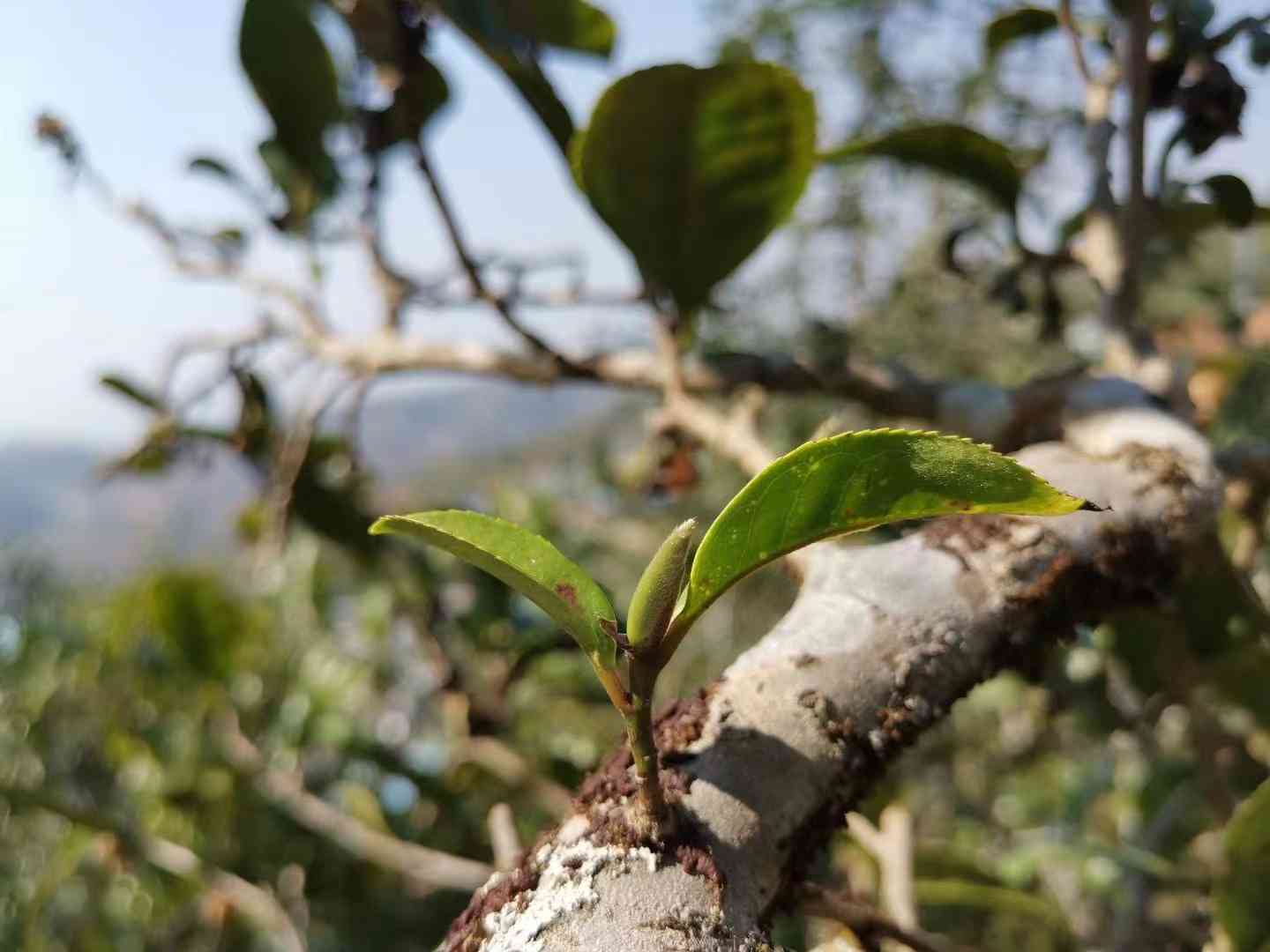 小荒田普洱茶介绍