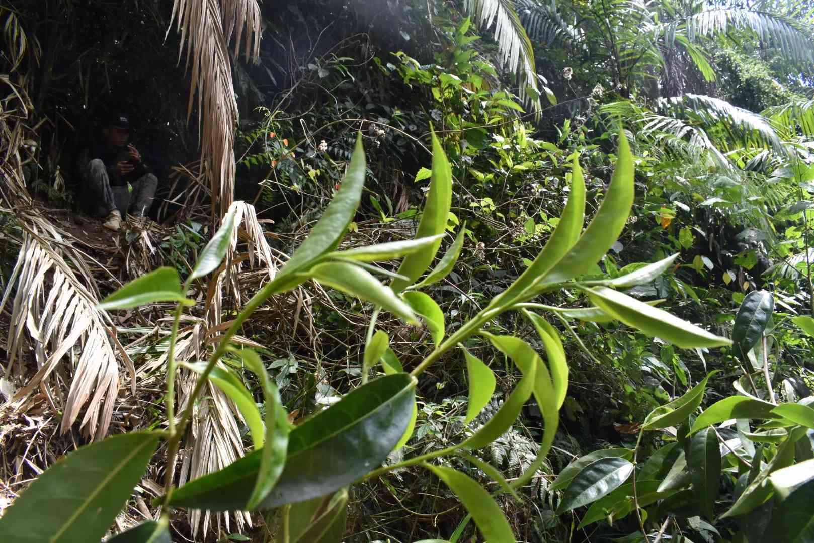 易武弯弓茶叶口感特点