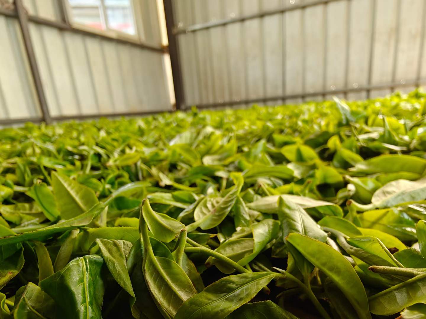 倚邦普洱茶口感特点