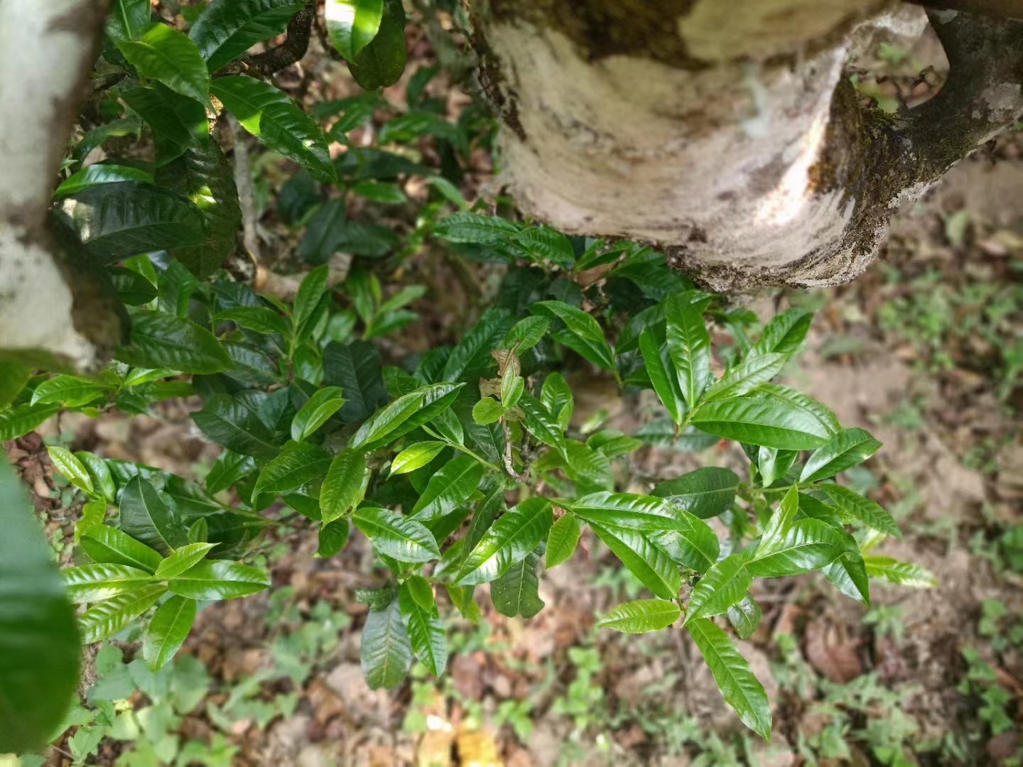 曼松王子山普洱茶特点介绍