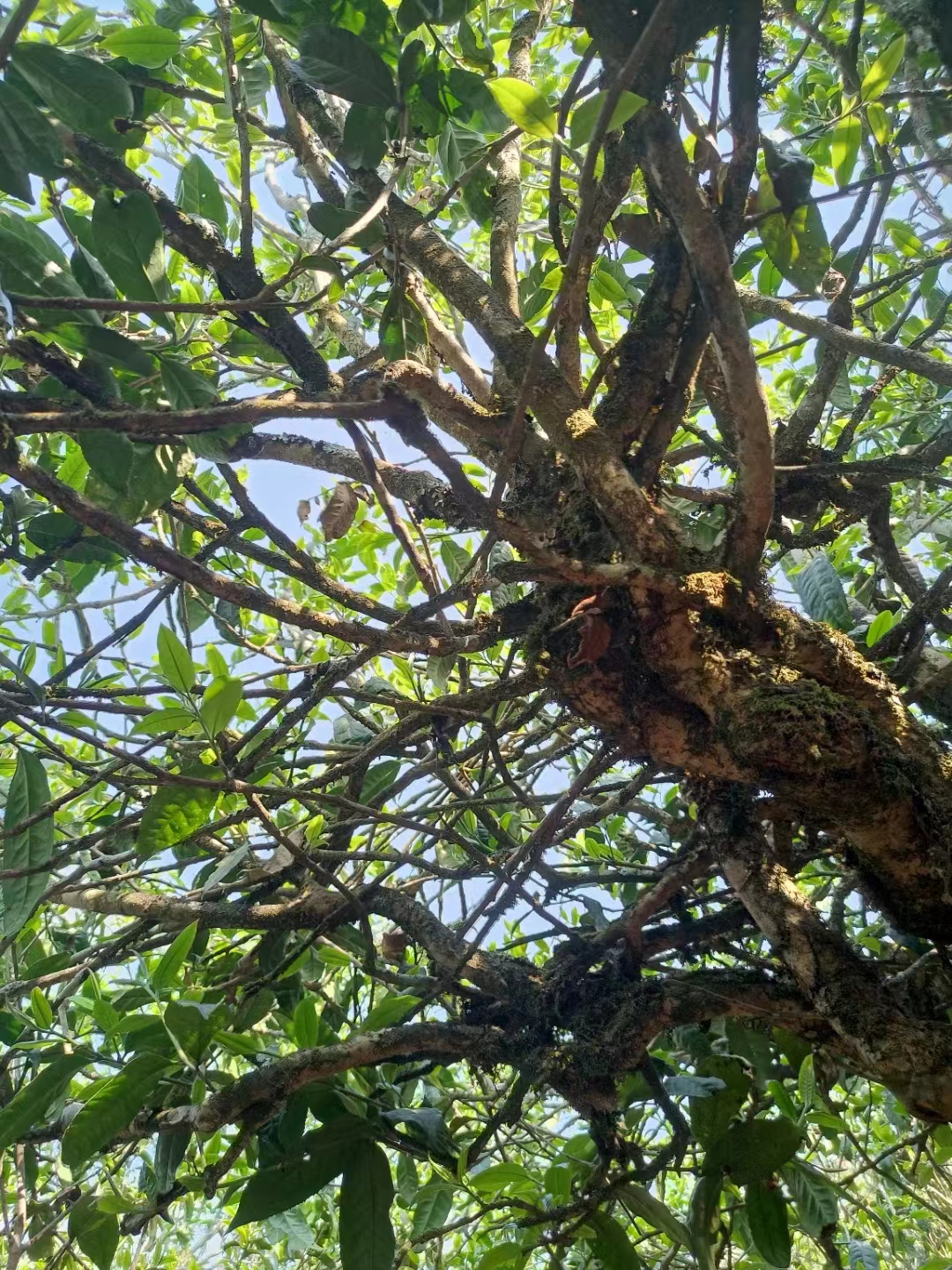冰岛单株古树茶价格