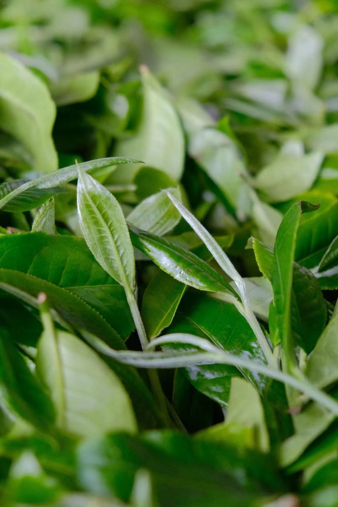 易武高山寨普洱茶怎么样