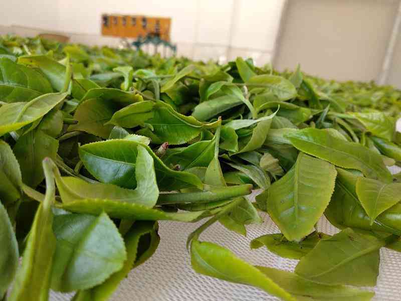 邦骂普洱茶