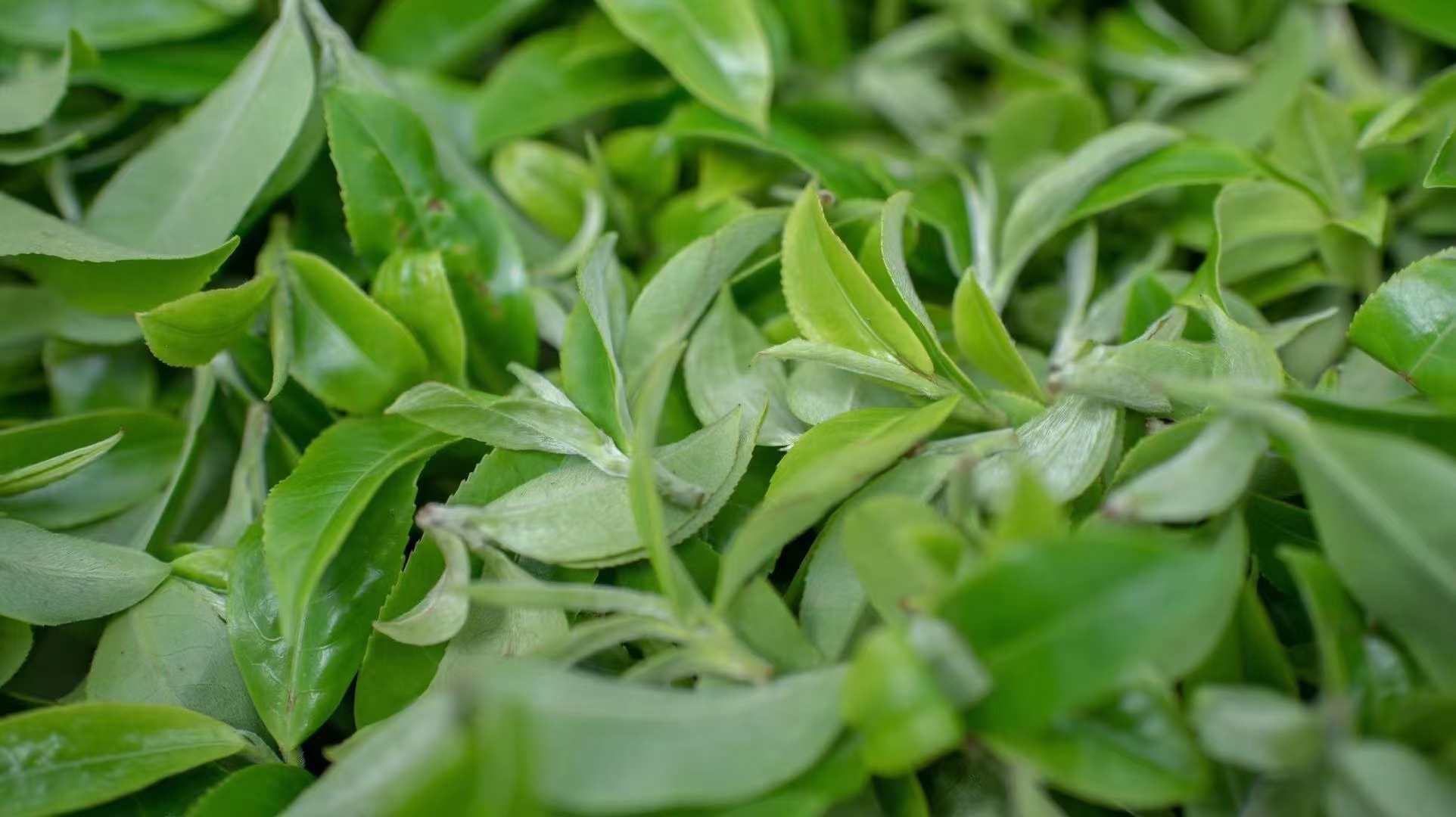 普洱茶中的“软黄金”——易武弯弓古树 – 茶中有茗