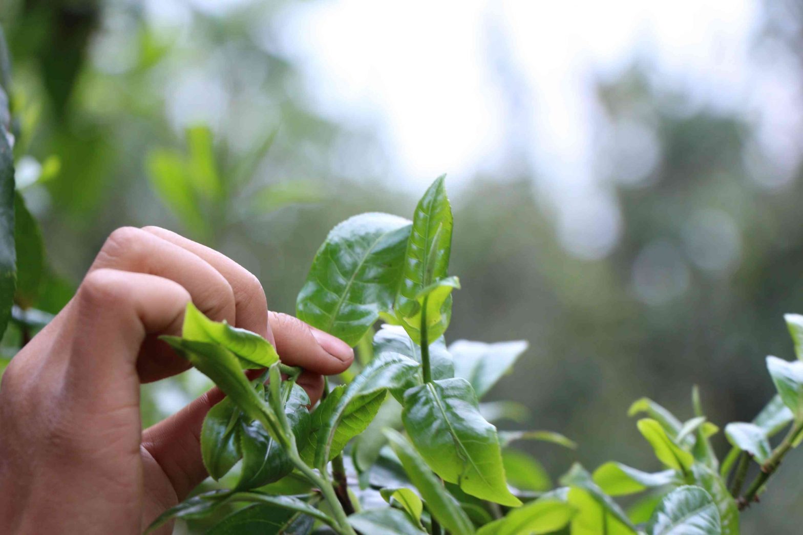 麻黑普洱茶怎么样